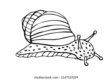 Snail, vector image isolated on a white background, black and white sketch, coloring. EPS10