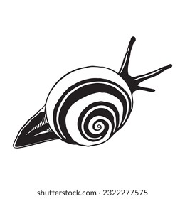 Snail vector sketch with hand drawn style. Free for use.