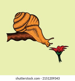 Snail Vector Sketch Ventage Style With Flower 