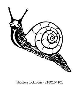 Snail. Vector stock illustration eps10. Outline, isolate on white background. Hand drawn.
