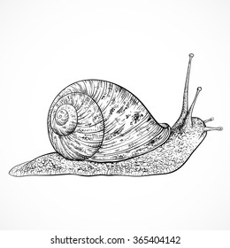 Snail. Vintage Hand Drawn Vector Illustration