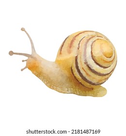 Snail waterclor vector art Сochlea illustration Forrest animals wildlife Beauty collagen procedures Clipart for design logo or decoration