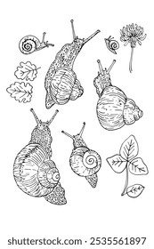 Caracoles, hojas de trébol. Dibujo de línea de Vector