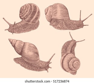 Snails crawl. Hand drawn engraving. Vector vintage illustration. Isolated on color background. 8 EPS