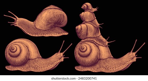 
Snails. Design set. Editable hand drawn illustration. Vector vintage engraving. Isolated on black background. 8 EPS