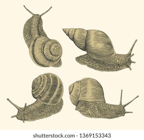 Snails. Design set. Hand drawn engraving. Editable vector vintage illustration. Isolated on light background. 8 EPS