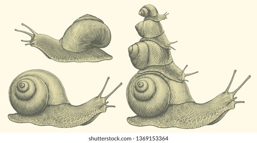 Snails. Design set. Hand drawn engraving. Editable vector vintage illustration. Isolated on light background. 8 EPS