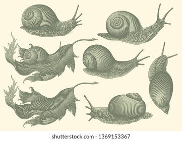 Caracoles. Conjunto de diseño. Grabado dibujado a mano. Ilustración vintage de Vector editable. Aislado sobre fondo claro. 8 EPS