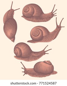 Snails. Design set. Hand drawn engraving. Vector vintage illustration. Isolated on light background. 8 EPS