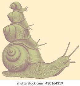 Snails. Hand drawn engraving. Vector vintage illustration. Isolated on color background. 8 EPS