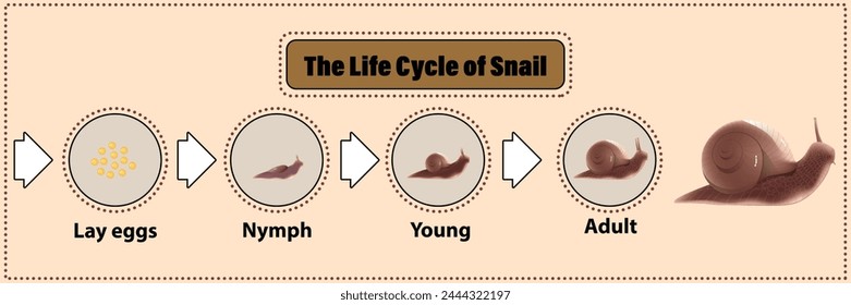 Snail's life cycle Invertebrates Eat plants and fruit