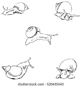 Snails. Pencil sketch by hand