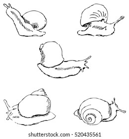 Snails. Pencil sketch by hand