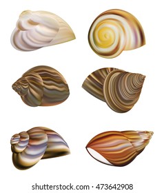Snail's Shell vector