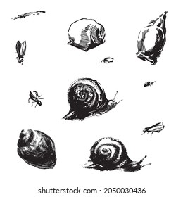 Snails with shells and insects. Vector drawing. Flies and mosquitoes. Animals and insects in ink. Live sketch of wildlife. Seashells
