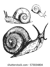 Snails sketch. Vector illustration