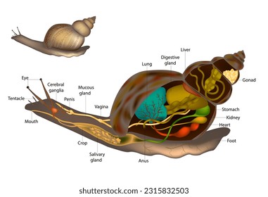 Schnecken und Slugs Anatomie Schneckenstruktur Diagramm. Interne und externe Organe