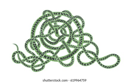 snake