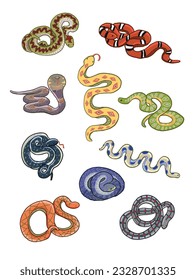 Snake animal vector illustrations set.