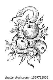 Snake with apples. Hand drawn illustration converted to vector. Great for prints on a t-shirt, tattoo sketch.