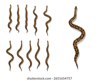 Snake Ball Python Spider Morph Animal Animation Sequence Cartoon Vector