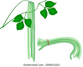 Snake bean is a popular herbaceous plant and popular to eat.