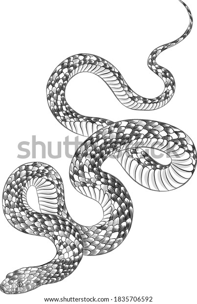 Snake Black White Tattoo Sketch Graphic Stock Vector (Royalty Free ...