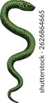 Snake coiled serpent, original illustration in a vintage woodcut engraving etching style.