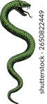 Snake coiled serpent, original illustration in a vintage woodcut engraving etching style.