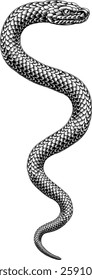 Snake coiled serpent, original illustration in a vintage woodcut engraving etching style.