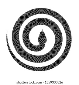 Snake curled into a spiral shape. Tattoo design. of a serpent coiled with head in the center. Vector illustration isolated on a white background.