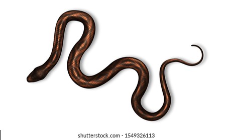 Snake With Danger Poison And Bright Color Vector Top View. Wild Tropical Red And Black Snake. Crawling Dangerous Venomous Viper. Deadly Vertebrate Mammal Hunter Realistic 3d Illustration