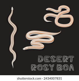 Snake Desert Rosy Boa Cartoon Vektor-Illustration