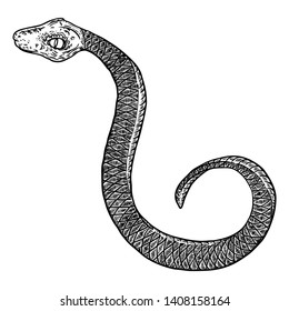 Snake drawing illustration. Black serpent isolated on a white background tattoo design. Venomous reptile, drawn witchcraft, voodoo magic attribute for Halloween. Vector.