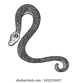 Snake drawing illustration. Black serpent isolated on a white background tattoo design. Venomous reptile, drawn witchcraft, voodoo magic attribute for Halloween. Vector.