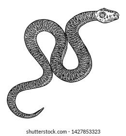 Snake Drawing Illustration Black Serpent Isolated Stock Vector (Royalty ...