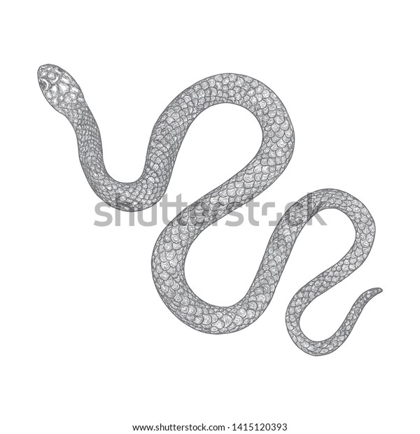 蛇の絵のイラスト 白い背景に黒いヘビのタトゥーデザイン 毒虫類の爬虫類 引き込み魔術 ハロウィーンのブードゥー魔法の属性 ベクター画像 のベクター画像素材 ロイヤリティフリー