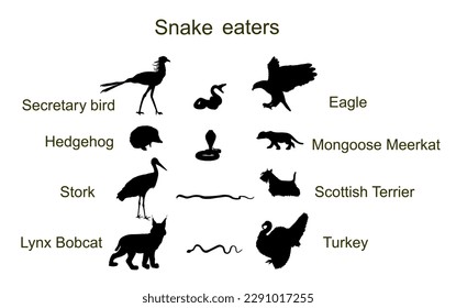 Snake eaters animals vector silhouette illustration isolated on white background. Nature food chain. Snake enemy predators symbol. Birds, wildlife mammals, pets against serpent. Survival and battle.