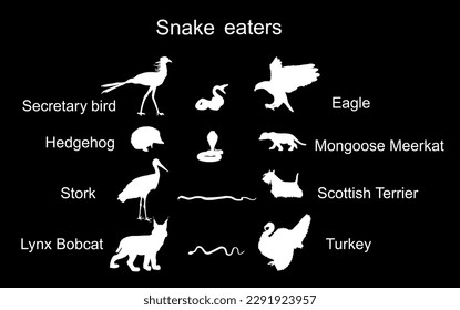 Snake eaters animals vector silhouette illustration isolated on black background. Nature food chain. Snake enemy predators symbol. Birds, wildlife mammals, pets against serpent. Survival and battle.