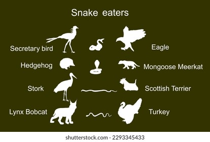 Snake eaters animals vector silhouette illustration isolated on background. Nature food chain. Snake enemy predators symbol. Birds, wildlife mammals, pets against serpent. Survival and battle.