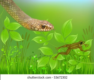 Snake Frog Vector Stock Vector (Royalty Free) 53672302 | Shutterstock