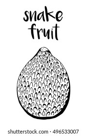 Snake fruit, salak isolated on white background, vector illustration