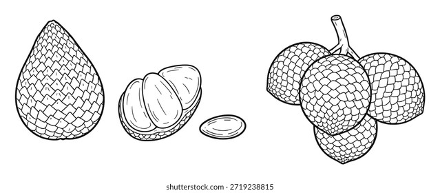 Snake fruit sketch set. Includes sliced fruit, whole fruit and seeds. Artistic elements for food packaging or logo.