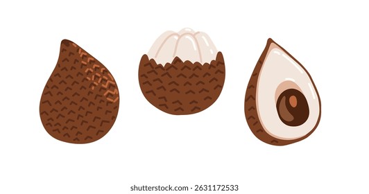 Snake fruit, snakeskin fruit. Salak tropical exotic fruit. Whole, halved peeled piece. Vector hand-drawn illustration, isolated on white background.