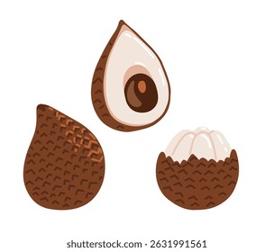 Snake fruit, snakeskin fruit. Salak tropical exotic fruit. Whole, halved peeled piece. Vector hand-drawn illustration, isolated on white background.