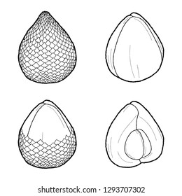 Snake Fruit Vector Illustration Hand Drawn Fruit Cartoon Art