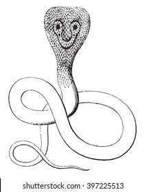 Snake with glasses, vintage engraved illustration. Magasin Pittoresque 1853.
