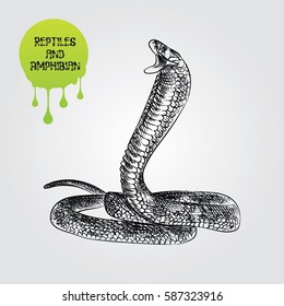 snake hand drawn sketch isolated on white background and green blob with drops. Reptiles and amphibian sketch elements vector illustration.