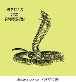 snake hand drawn sketch isolated on green background and green blob with drops. Reptiles and amphibian sketch elements vector illustration.