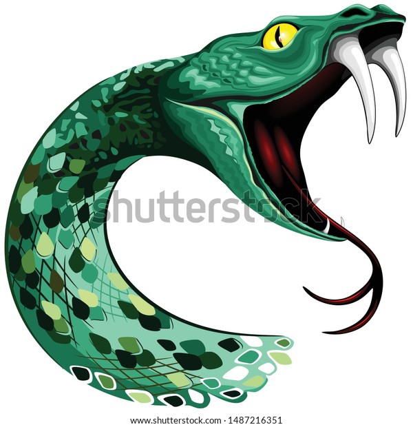 白い背景に大きな牙を持つ蛇の頭と口のベクターイラスト のベクター画像素材 ロイヤリティフリー